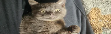 Chocolate British Shorthair Kitten