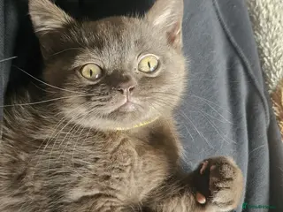 British Shorthair cats ✨ Stunning British Shorthair Kittens Available ✨ - Advert 4