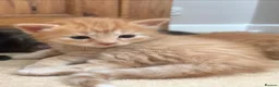 British Longhair cats for sale: Gorgeous kittens for sale - Advert 4