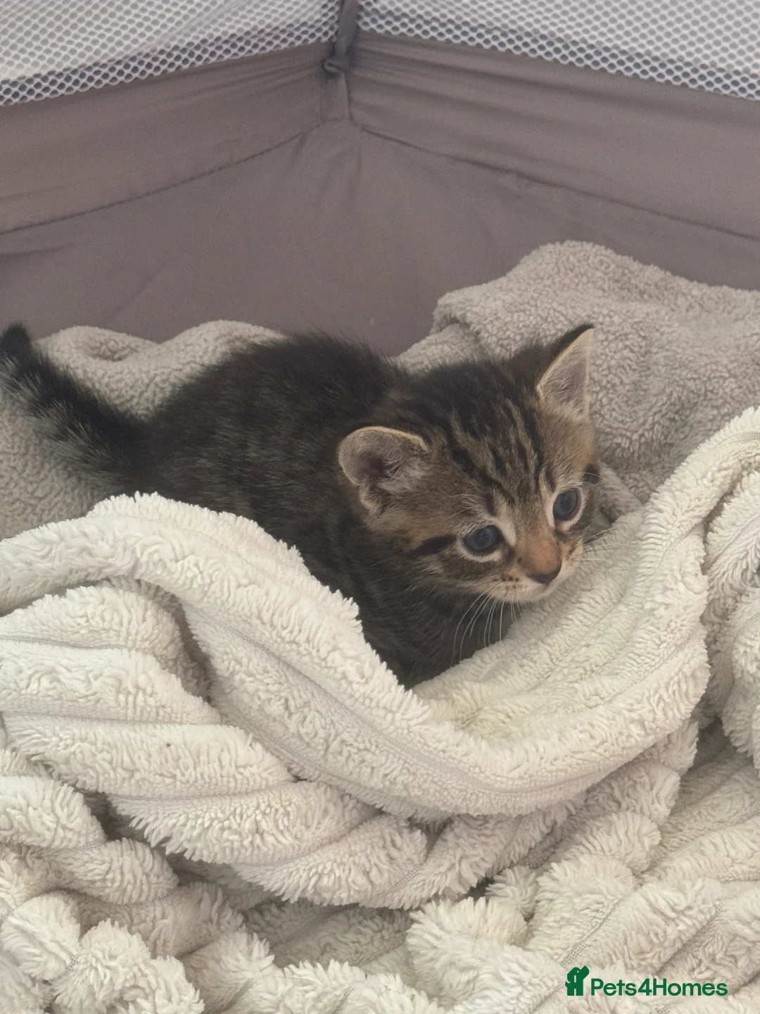 Mixed Breed cats for sale: Mixed breed kittens for sale  in Eastleigh - Advert 2