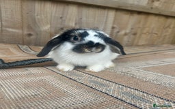 Mini Lion Lop rabbits for sale: Beautiful lion heap x lion lop - Image 2