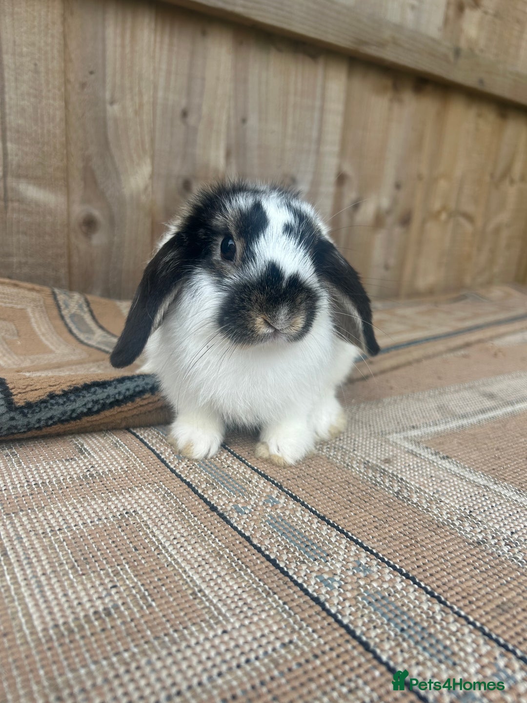 Mini Lion Lop rabbits for sale: Beautiful lion heap x lion lop - Image 2