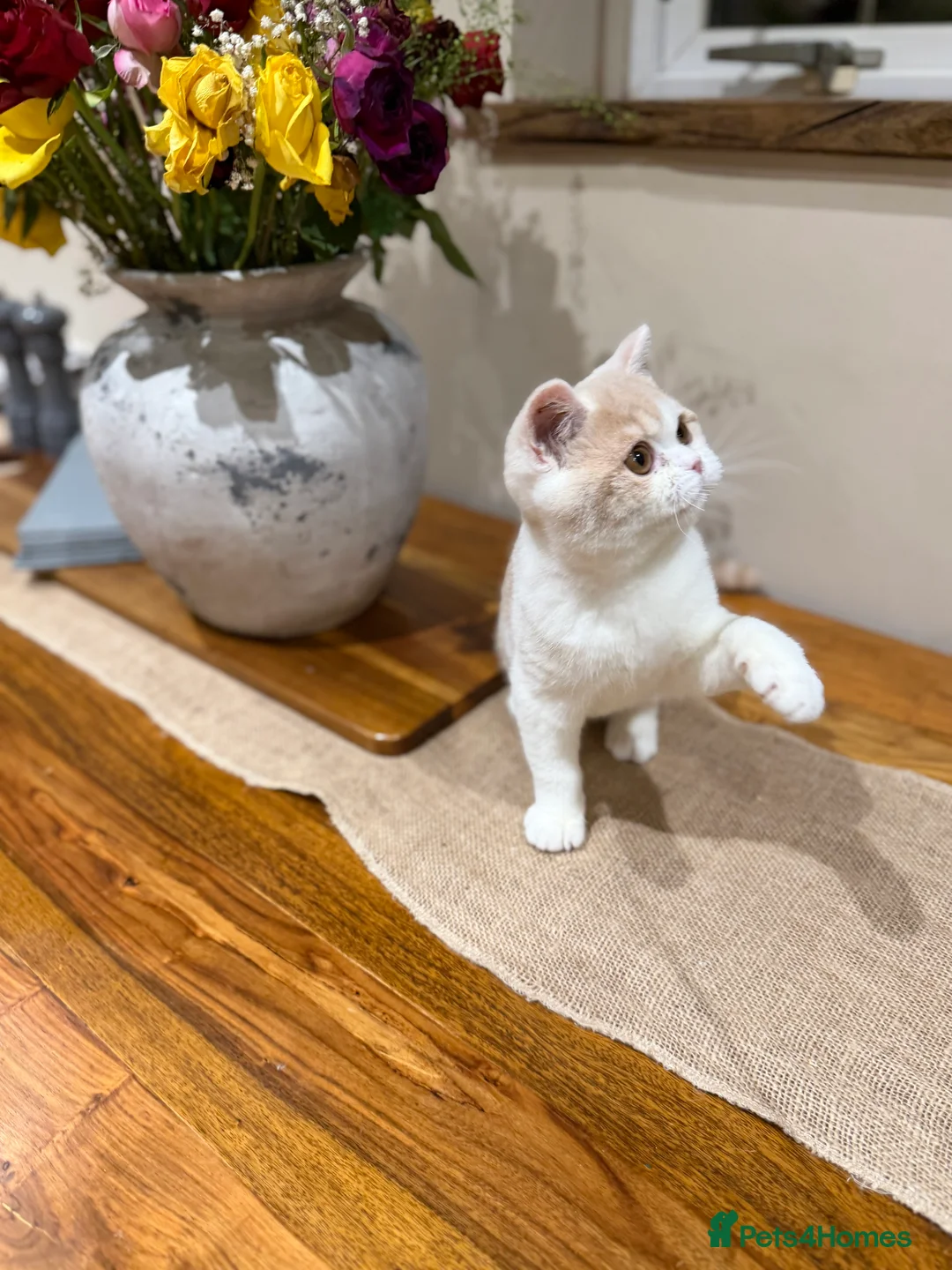 British Shorthair cats for sale: Full Pedigree Registered BSH  - Advert 27