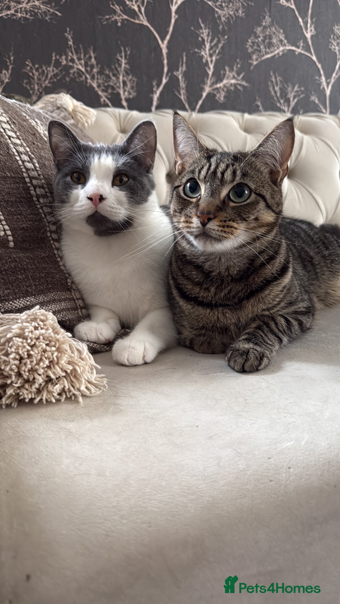 British Shorthair cats Seeking a loving Home for Kitty and Sassy - Advert 1