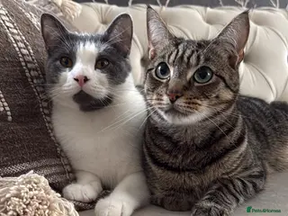 British Shorthair cats Seeking a loving Home for Kitty and Sassy - Advert 1