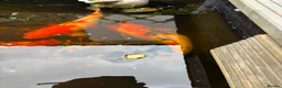 Koi Carp fish for sale: Koi carp x 4 1 grass carp 2 tri goldfish 7 fish  - Advert 3
