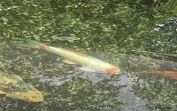 Koi Carp fish for sale: Various large carp available - Pond Closure  - Image 9