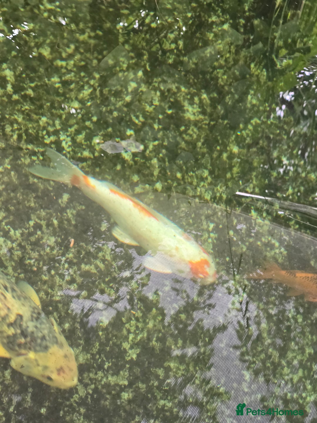 Koi Carp fish for sale: Various large carp available - Pond Closure  - Image 9