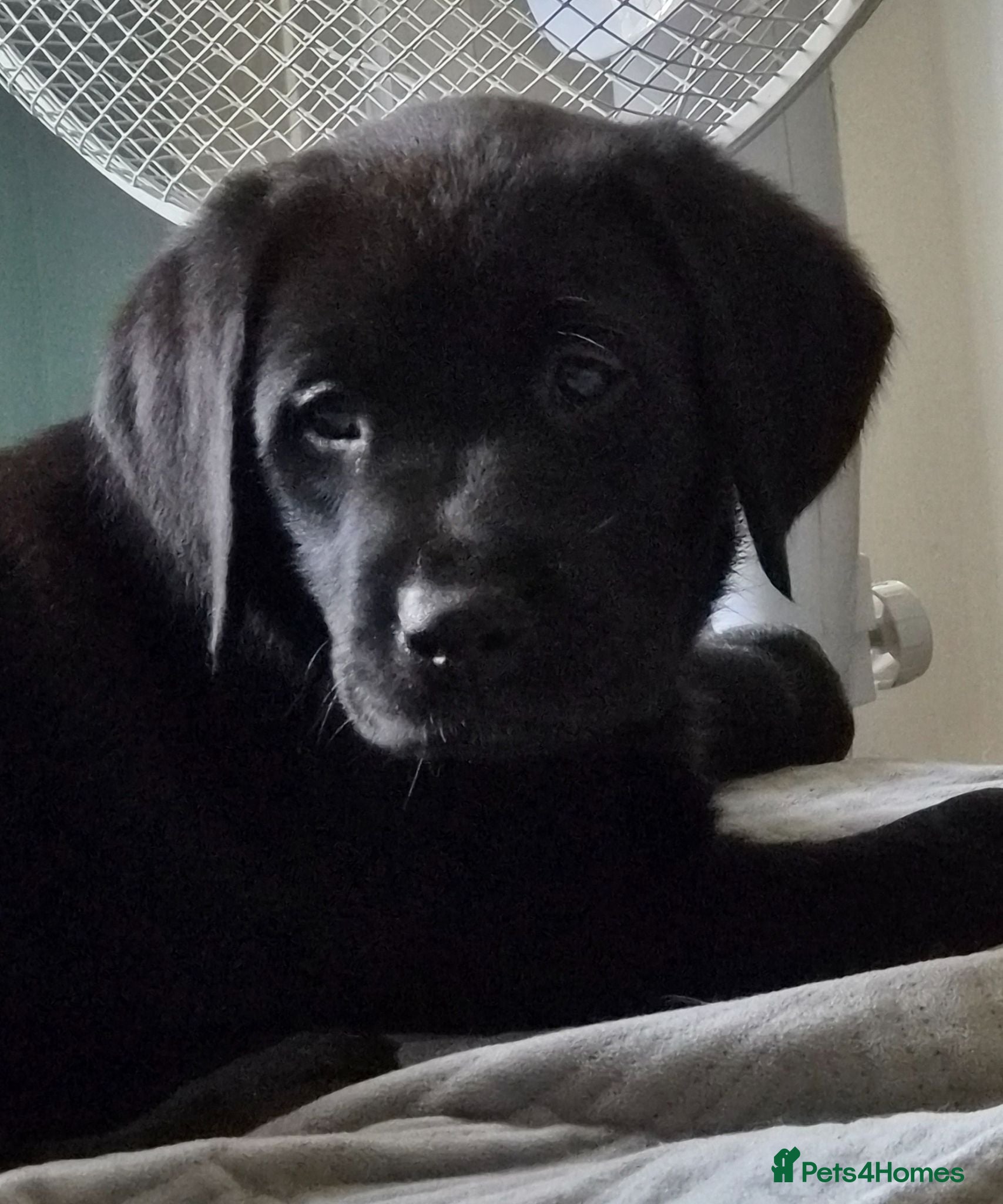 Labrador Retriever dogs KC registered lab Retriever. Black Male - Advert 1