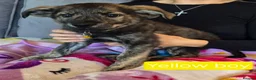 Golden Shepherd dogs for sale: Golden retriever cross German Shepherd puppies - Advert 16