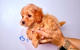 Maltipoo dogs for sale: ADORABLE TOY SIZE KOREAN SIRE F1 MALTIPOO PUPS  - Image 12
