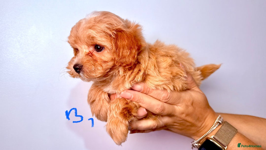 Maltipoo dogs for sale: ADORABLE TOY SIZE KOREAN SIRE F1 MALTIPOO PUPS  - Image 12