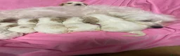 Cavachon dogs for sale: Adorable Cavachon Puppies Ready Soon  - Advert 6