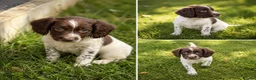 English Springer Spaniel dogs for sale: English springer spaniels  - Advert 3