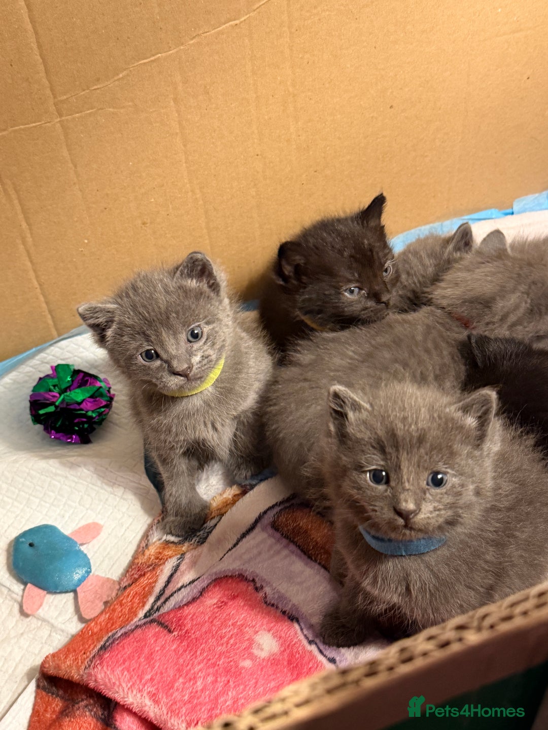 Ragdoll cats for sale: 6 Beautiful Ragdoll cross Domestic shorthair - Advert 15