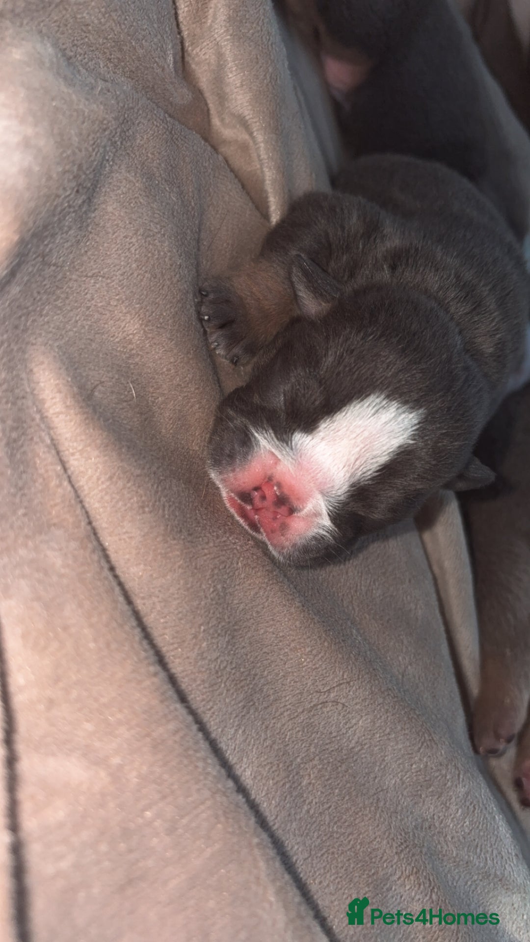 English Bulldog dogs for sale: BRITISH BULLDOG MALE/FEMALE - Image 2