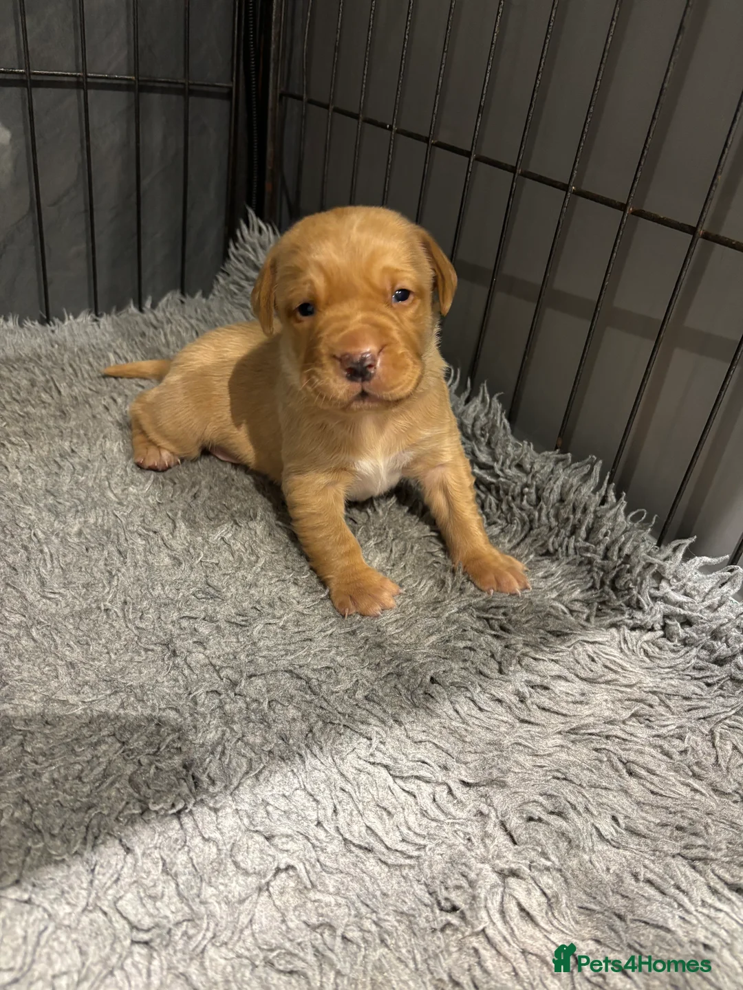 Labrador Retriever dogs for sale: Gorgeous KC registered Labrador puppies  - Advert 6