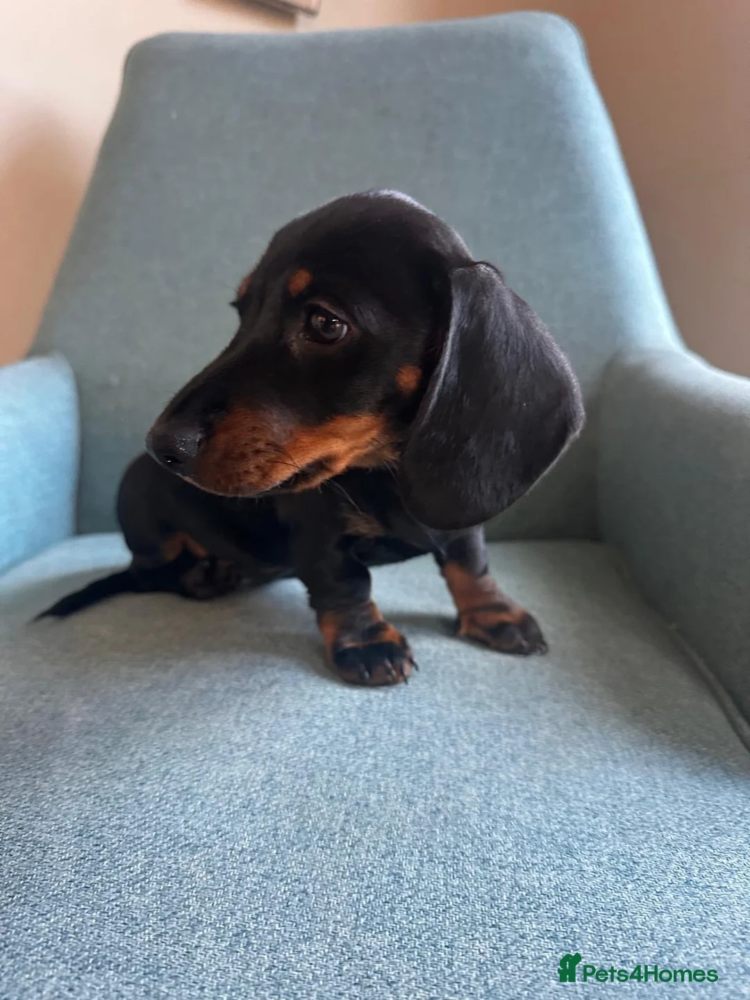 Dachshund dogs for sale: Beautiful Dachshund miniature  - Advert 5