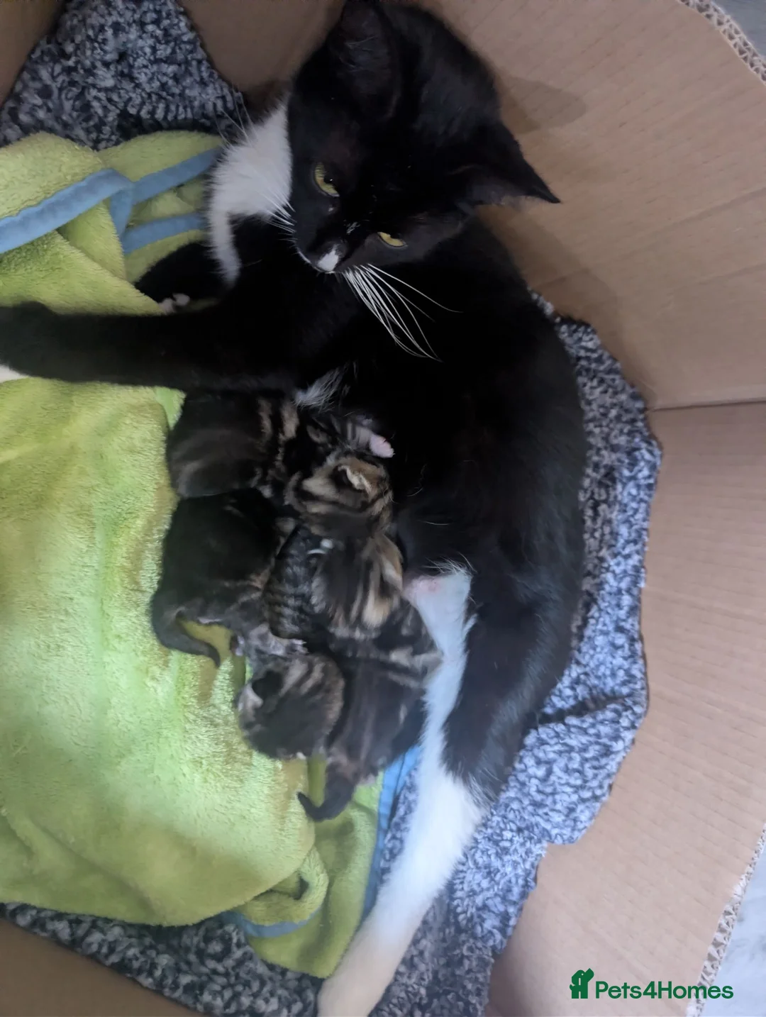 Mixed Breed cats for sale: 4 adorable kittens looking for a future home - Advert 22