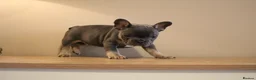 French Bulldog dogs for sale: Stunning Frenchie pups  - Advert 2