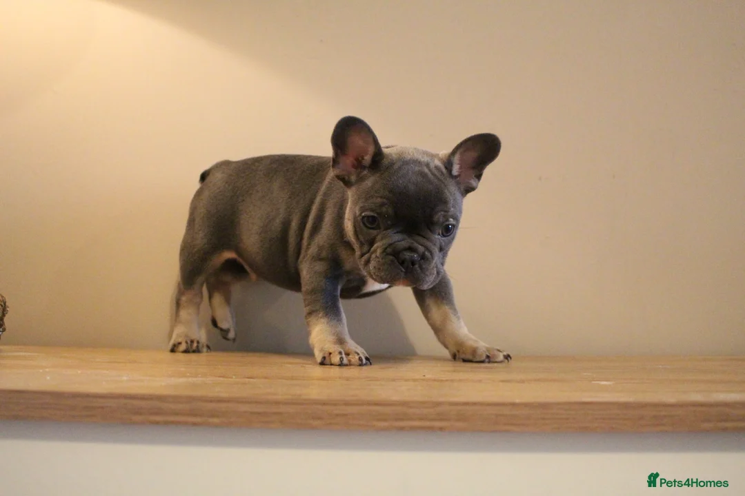 French Bulldog dogs for sale: Stunning Frenchie pups  - Advert 2