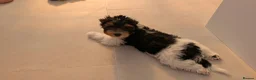 Biewer Terrier dogs for sale: Rare Larger Biewer Terrier Puppies - Advert 18