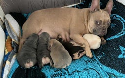 French Bulldog dogs for sale: Beautiful true to type French bulldog pups 3 left  - Image 8