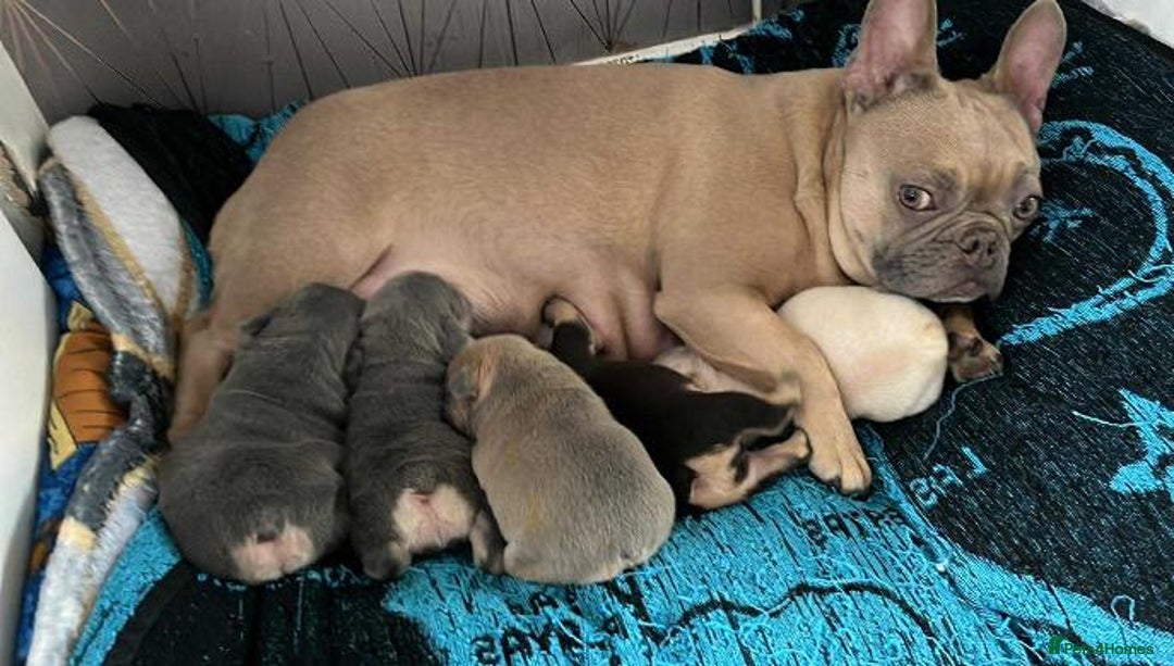 French Bulldog dogs for sale: Beautiful true to type French bulldog pups 3 left  - Image 8