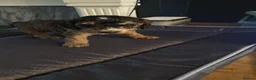 Cockapoo dogs for sale: Cockapoo Puppies by Proven Parents (last litter) - Advert 4