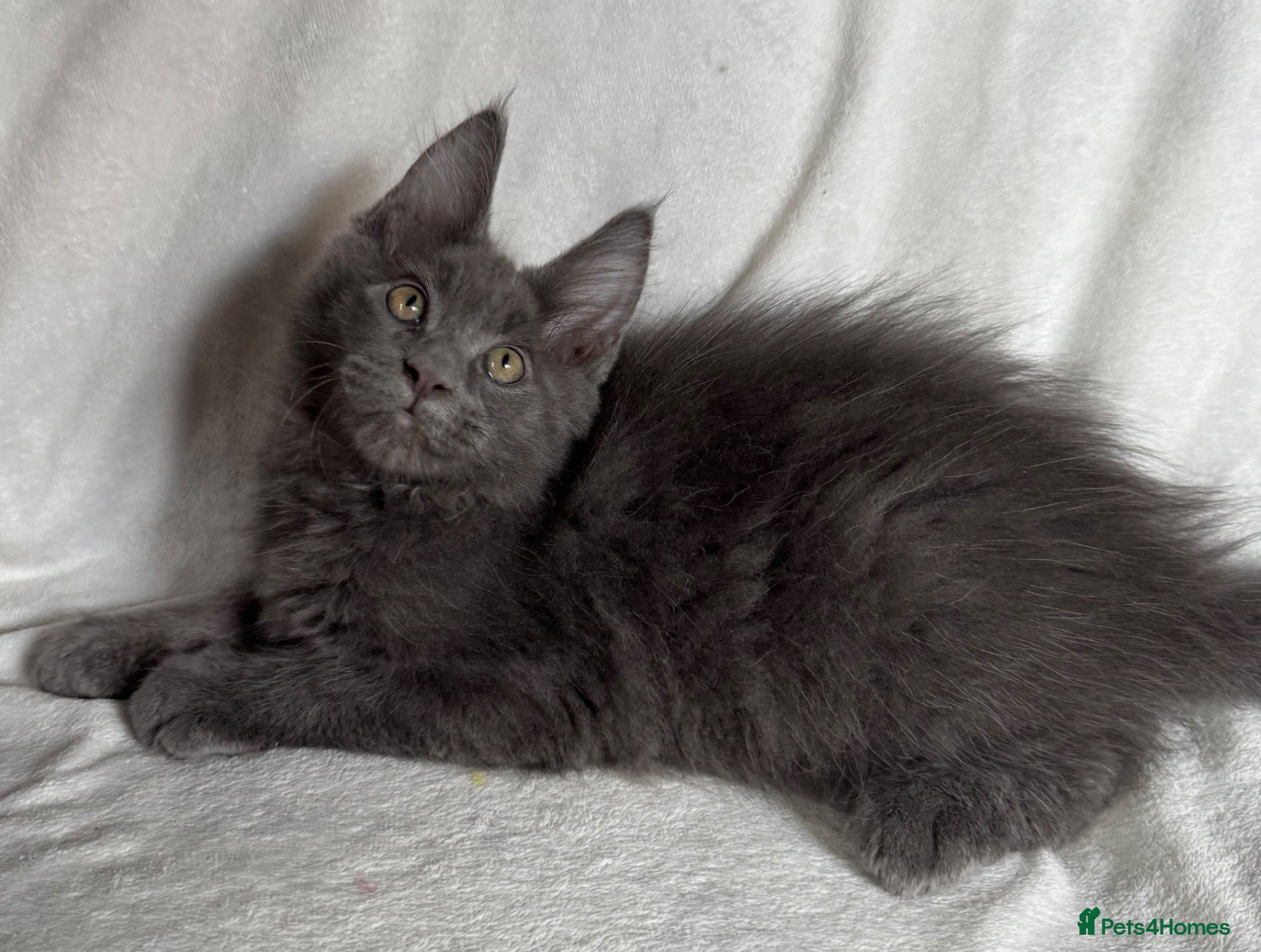 Maine Coon cats Reduced! TICA Maine Coon Kittens active possible  - Advert 1