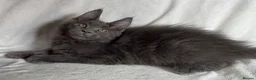Maine Coon cats for sale: Reduced! TICA Maine Coon Kittens active possible  - Advert 1