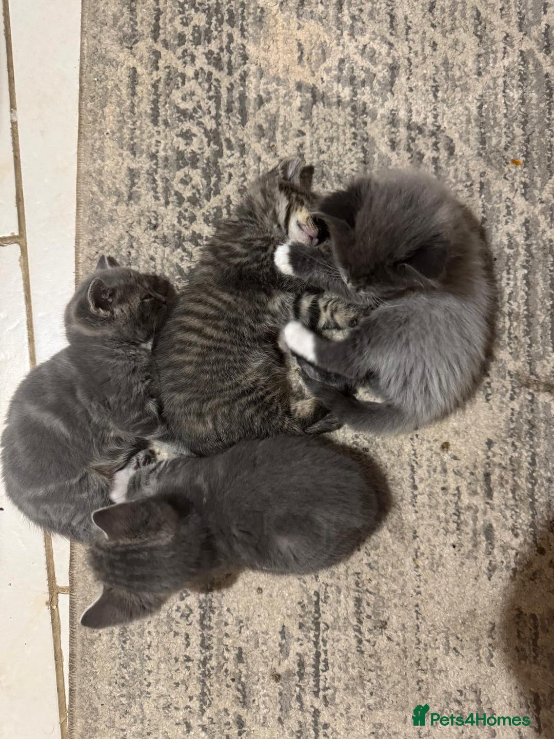 British Shorthair cats for sale: Beautiful cats  - Image 13