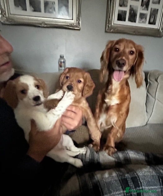 Cockapoo dogs 🐾 🐶 miniature f1 cockapoos ready now 🐶 🐾  - Advert 1