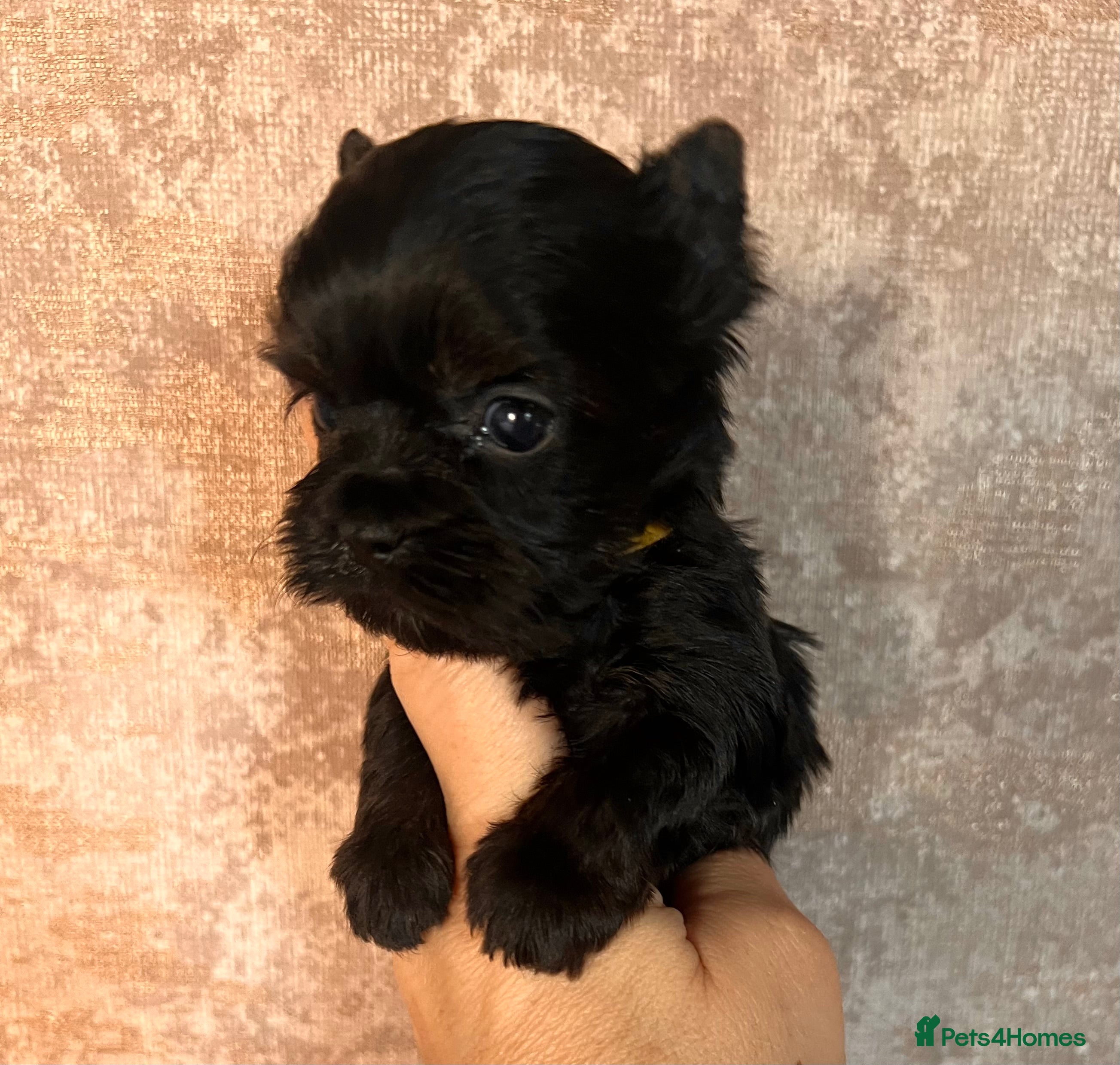 Yorkshire Terrier dogs ❀ Miniature Yorkshire Terriers – 4 Girls  ❀ - Advert 2