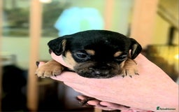 Mixed Breed dogs for sale: Jack Russel Pups in Machynlleth - Image 21