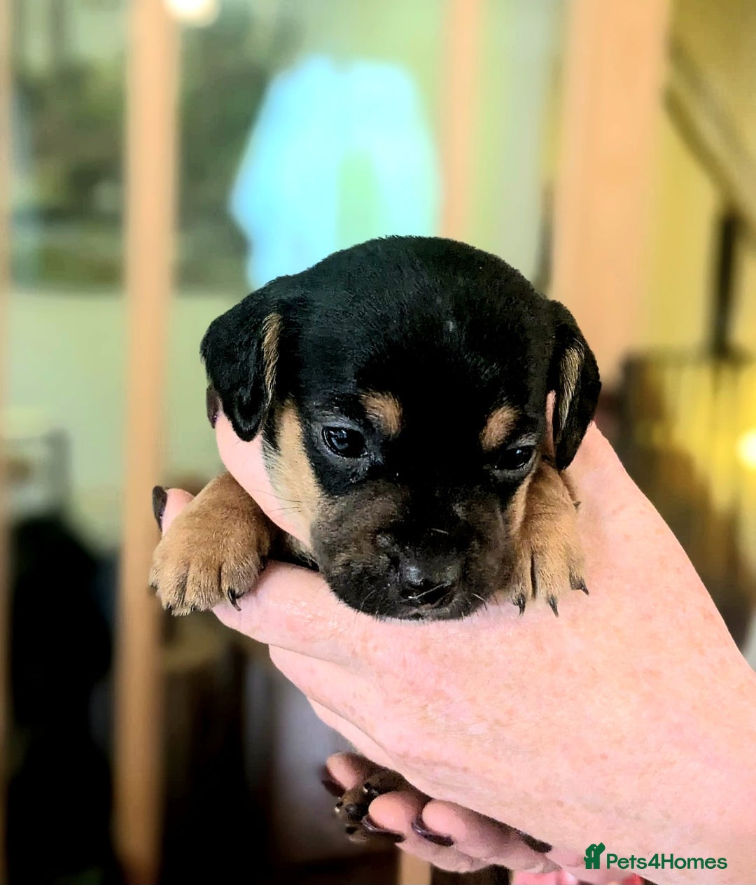 Mixed Breed dogs for sale: Jack Russel Pups in Machynlleth - Image 21