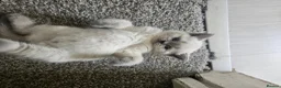 British Shorthair cats for sale: British Shorthair kittens!  - Advert 19