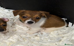Jack Russell dogs for sale: Jack Russell puppies  - Image 11