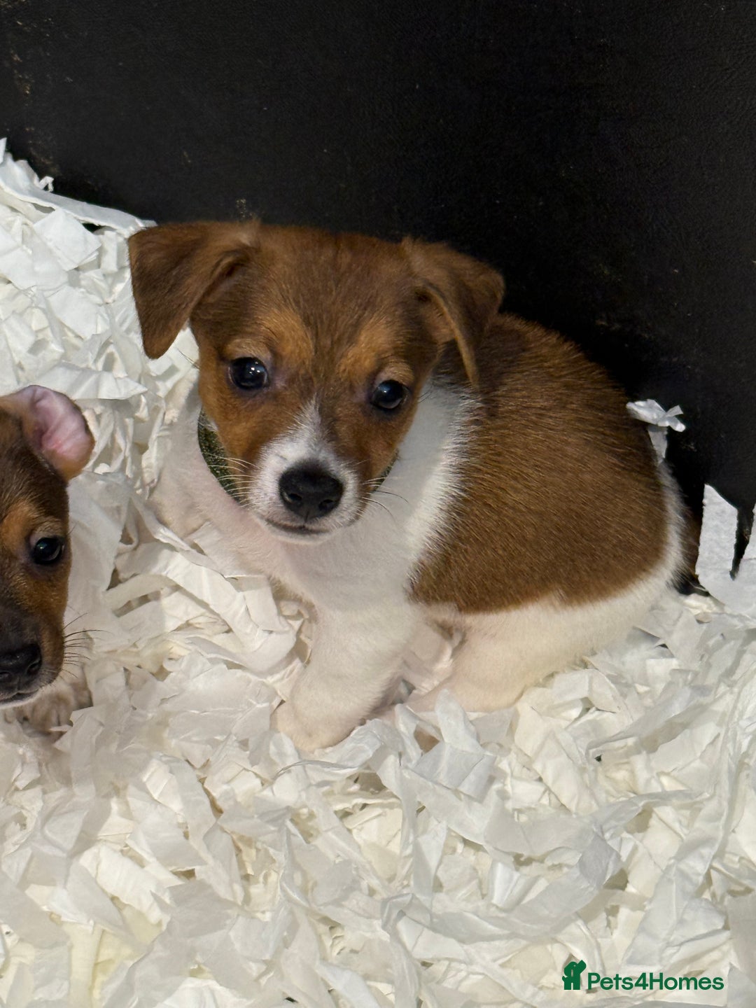Jack Russell dogs for sale: Jack Russell puppies  - Image 11
