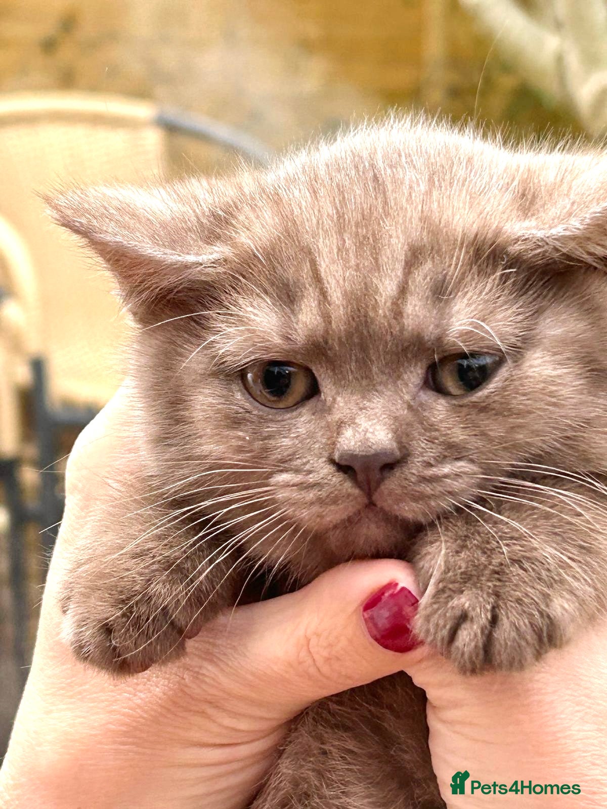 British Shorthair cats British shorthair cinnamon girl  - Advert 1