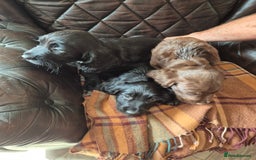 Sprocker dogs for sale: Beautiful sprocker puppies  - Image 10