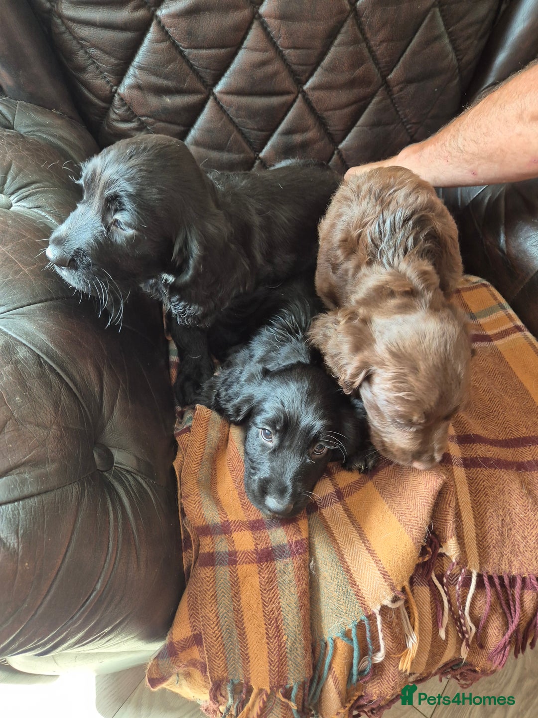 Sprocker dogs for sale: Beautiful sprocker puppies  - Image 10