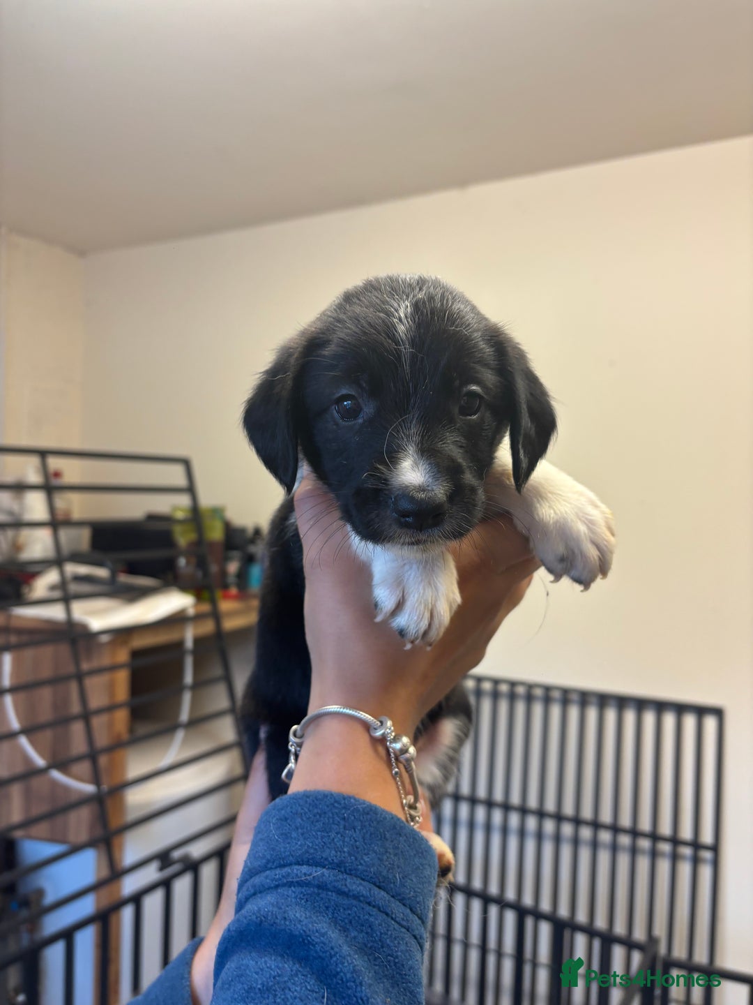 Sprollie dogs for sale: Litter of 9 sprollie pups available! in Preston - Image 27