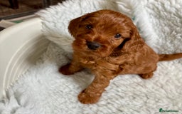 Cockapoo dogs for sale: Viewing now, Liverpool, Adorable Cockapoo Puppies - Image 6
