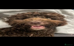 Cockapoo dogs for stud: Cockapoo for stud F2 chocolate proven  - Image 8