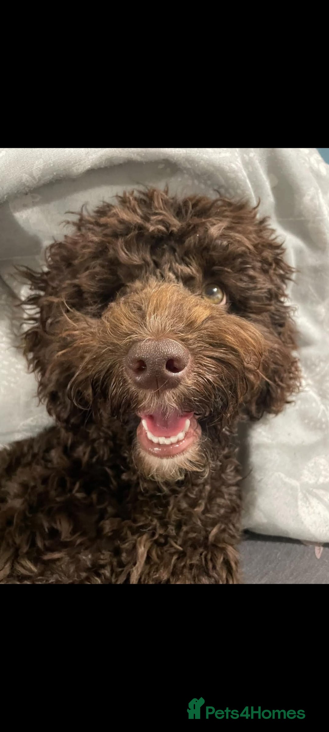 Cockapoo dogs for stud: Cockapoo for stud F2 chocolate proven  - Image 8