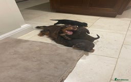 Cocker Spaniel dogs for sale: 6 gorgeous cocker spaniel puppies  - Image 25