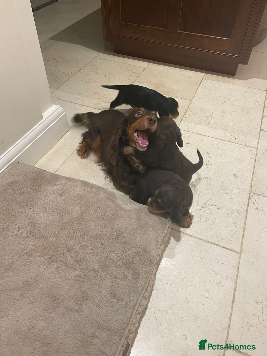 Cocker Spaniel dogs for sale: 6 gorgeous cocker spaniel puppies  - Image 25