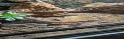 Gecko reptiles for sale: Leopard gecko  in Hounslow - Advert 7