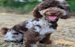 Cavapoo dogs for sale: 🐾Stunning F1B Cavapoo Puppies🐾 - Image 6